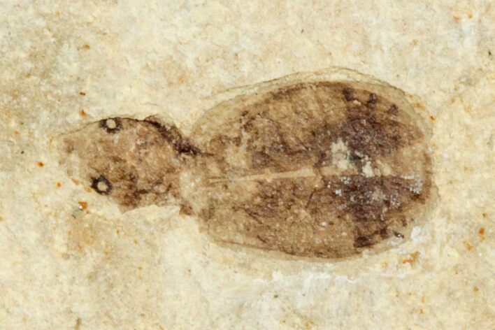 Fossil Diving Beetle (Dytiscidae) - France #254521